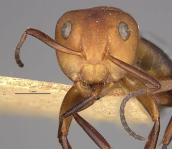 Media type: image;   Entomology 21619 Aspect: head frontal view